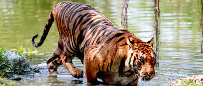 방콕 사파리 월드